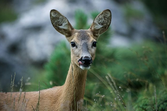 free things to do with kids in Cambridgeshire