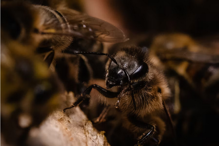 free things to do with kids in Northumberland