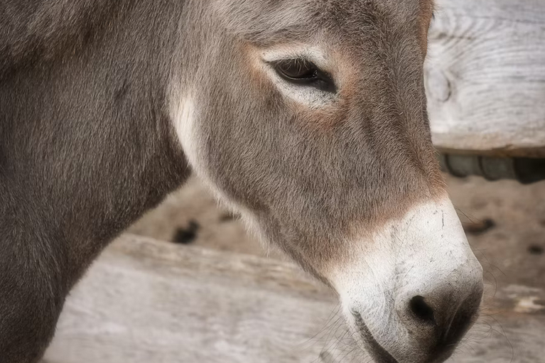 free things to do with kids in Manchester