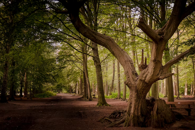 free things to do with kids in Essex