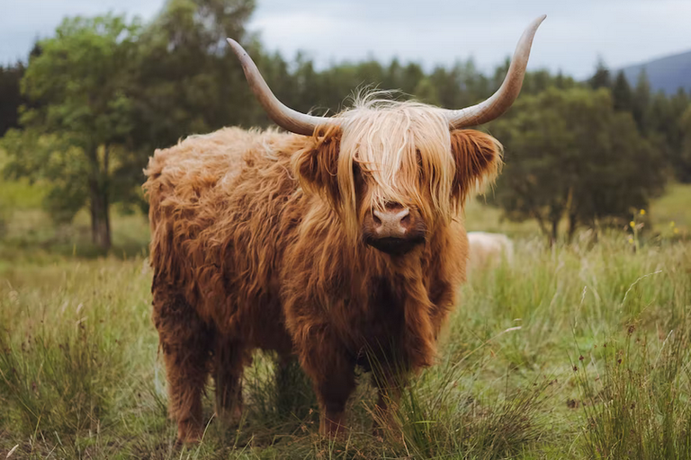 free things to do with kids in East Dunbartonshire