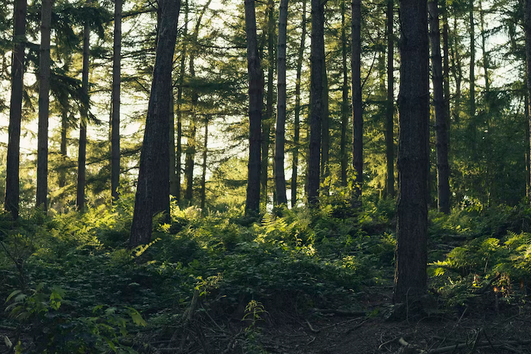 free things to do with kids in Cheshire