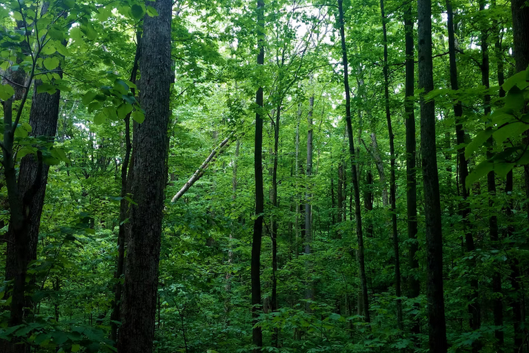 free things to do with kids in london