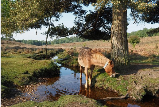 free things to do with kids in Hampshire, free days out in hampshire.
