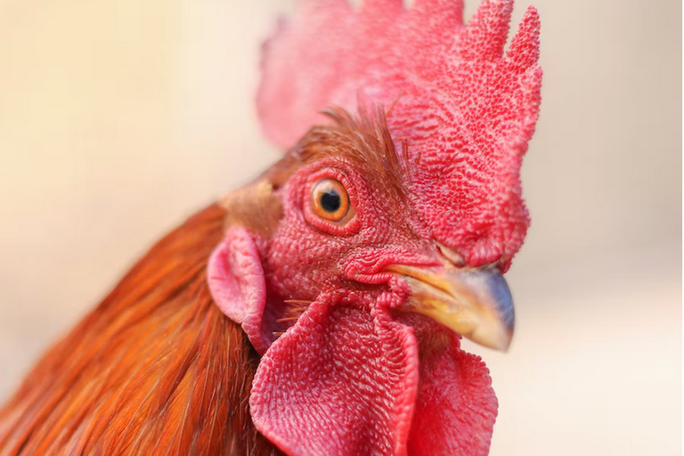 free things to do with kids in london