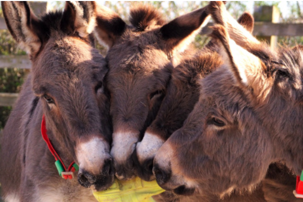 free things to do with kids in Devon