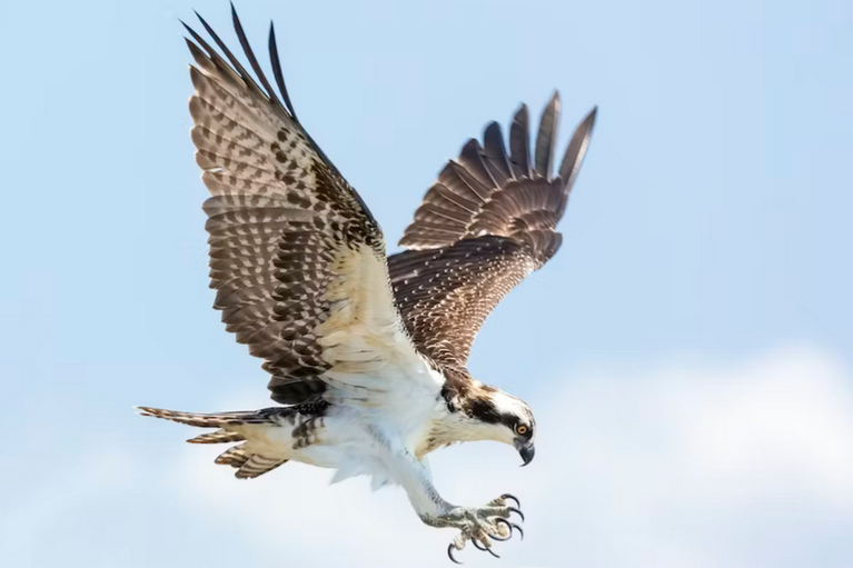 free things to do with kids in Wiltshire